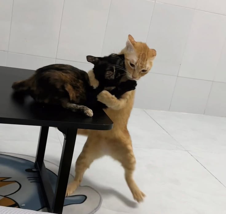 고양이 원본 622