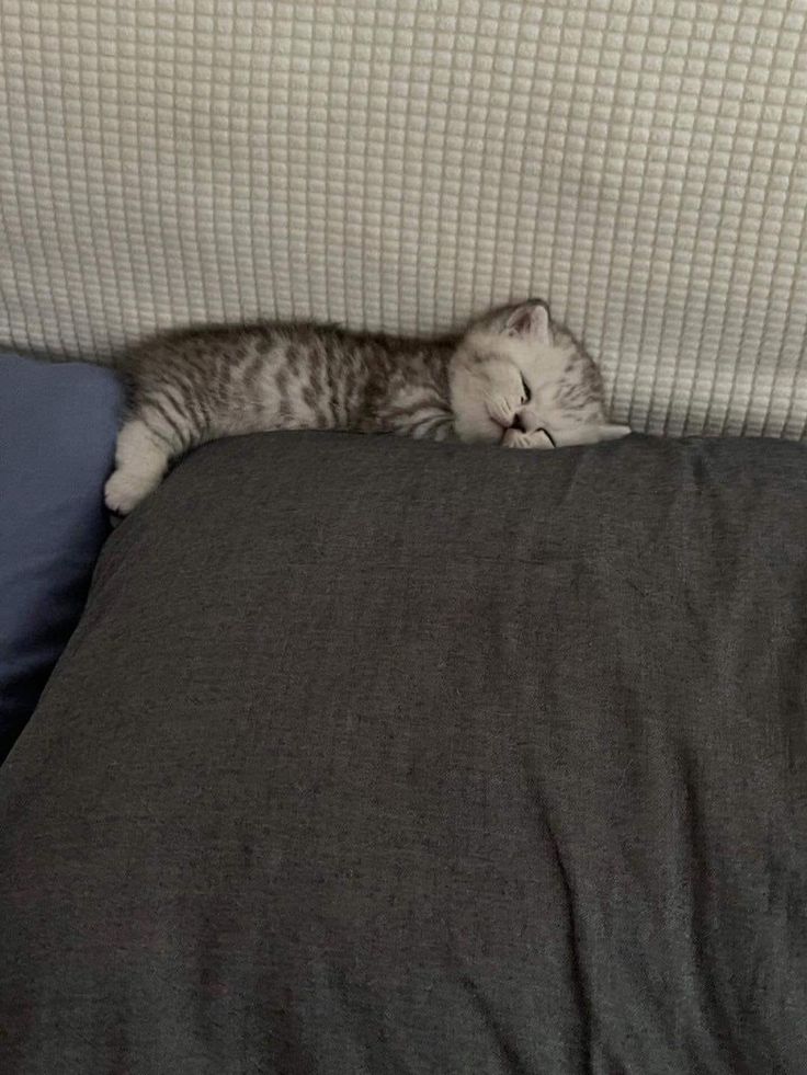 고양이 원본 678