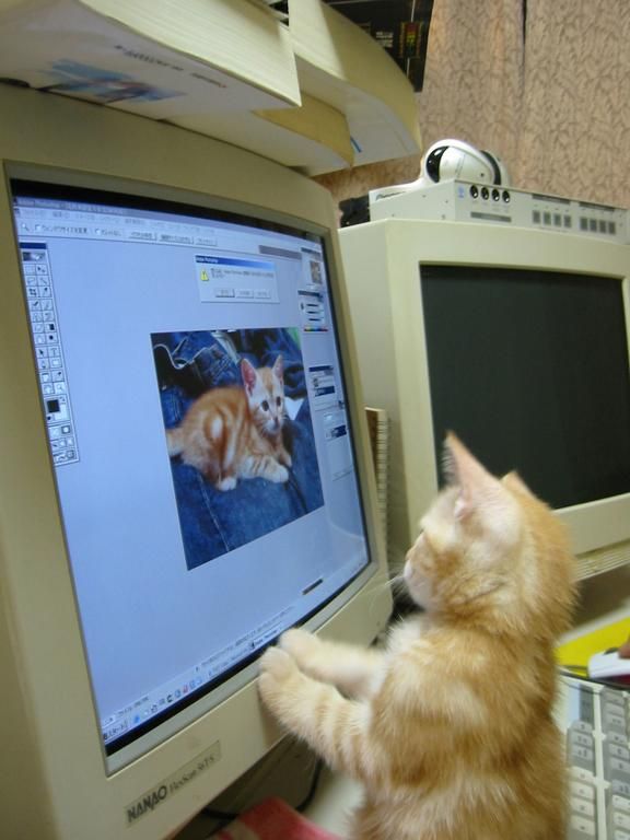 고양이 원본 072
