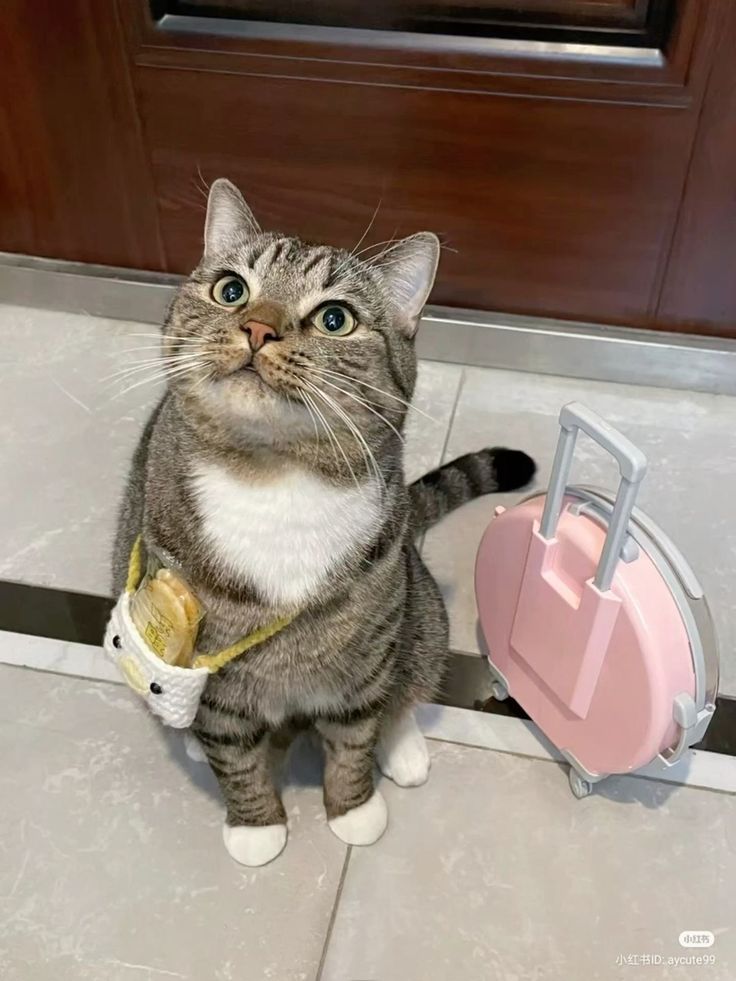 고양이 원본 485