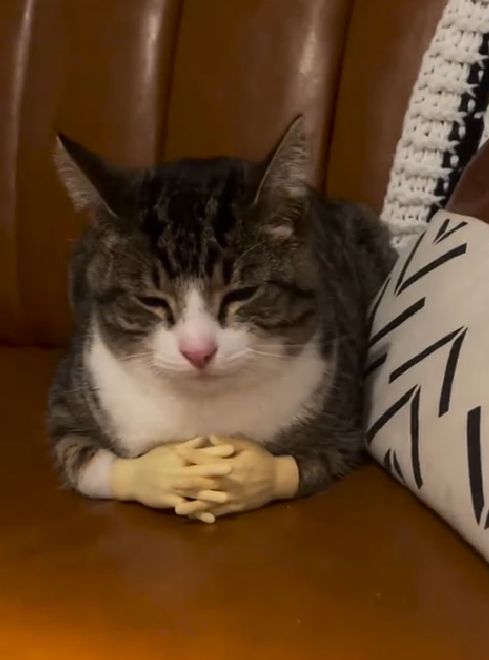 고양이 원본 314