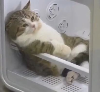 고양이 원본 074