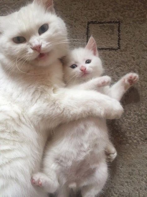 고양이 원본 656