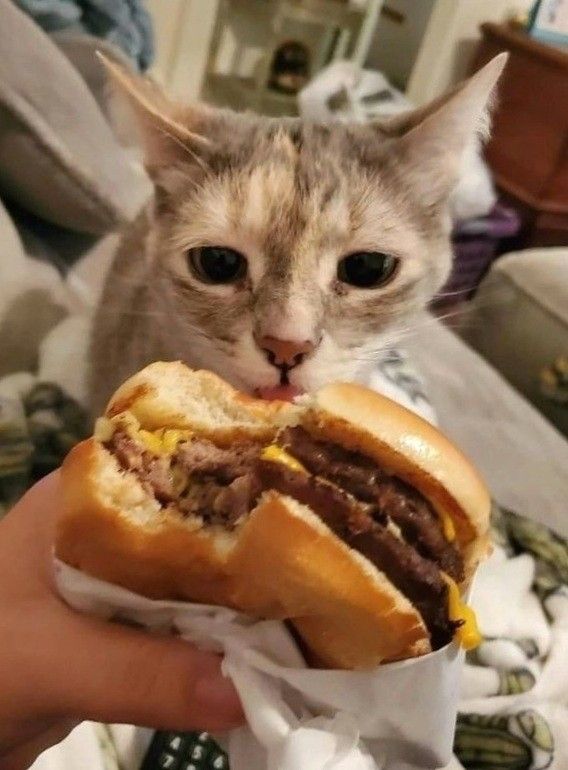 고양이 원본 084