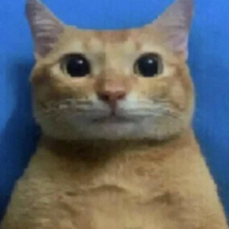 고양이 원본 092