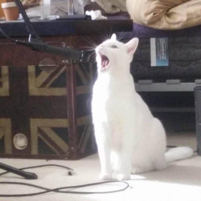 고양이 원본 045