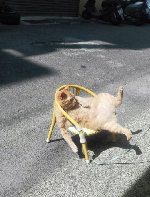 고양이 원본 031