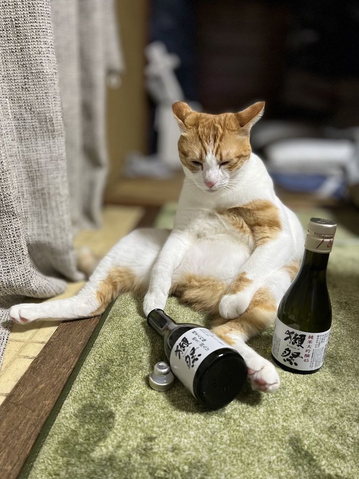 고양이 원본 052