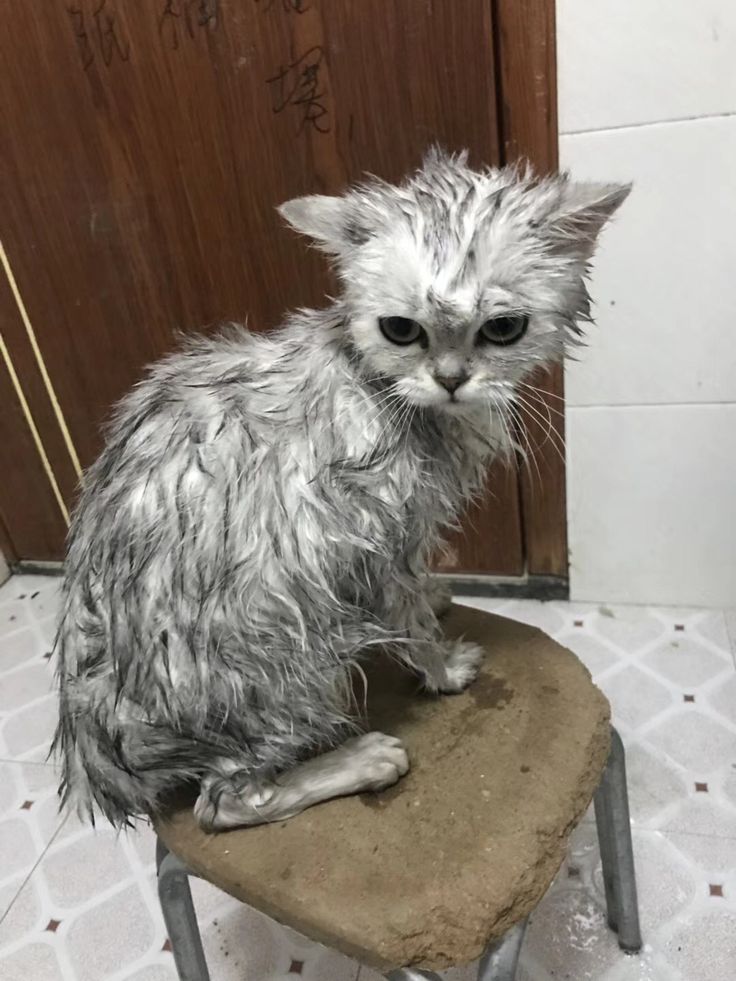 고양이 원본 494
