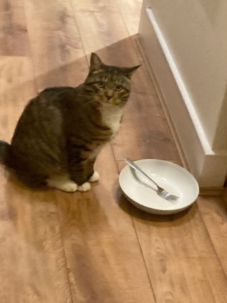 고양이 원본 068