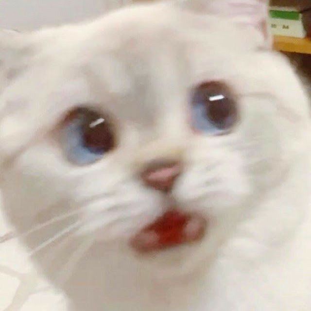 고양이 원본 437