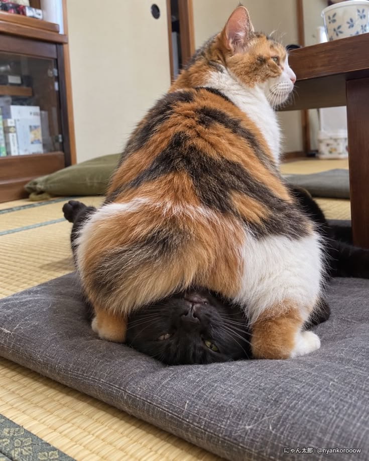 고양이 원본 180