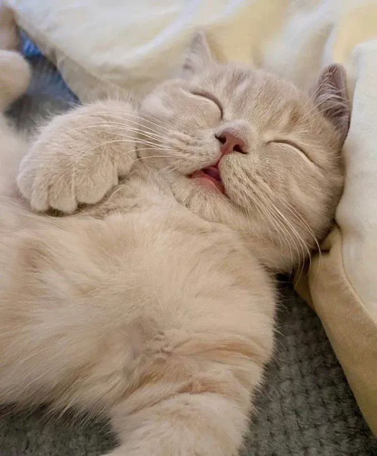 고양이 원본 544