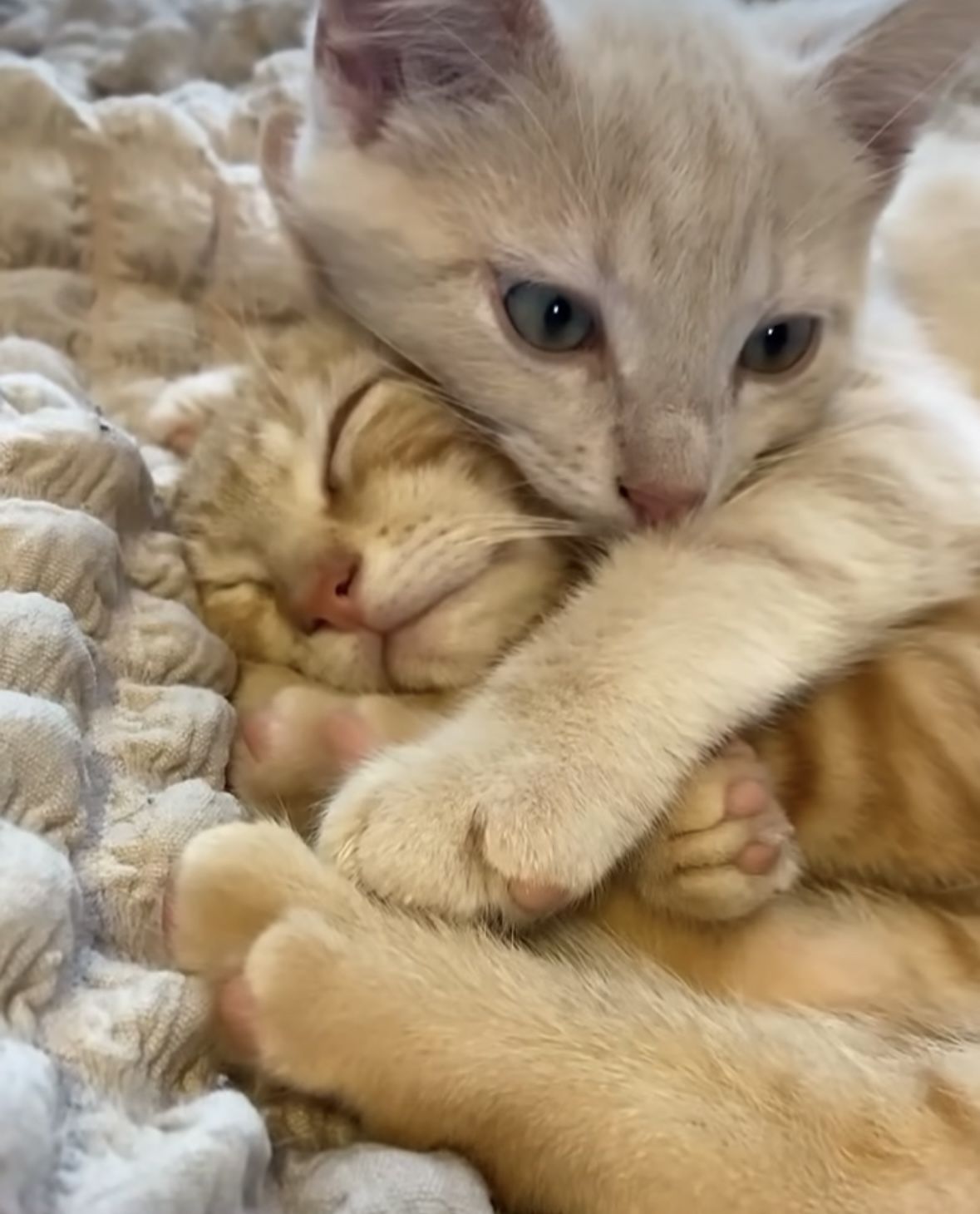고양이 원본 585