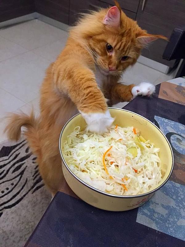 고양이 원본 208
