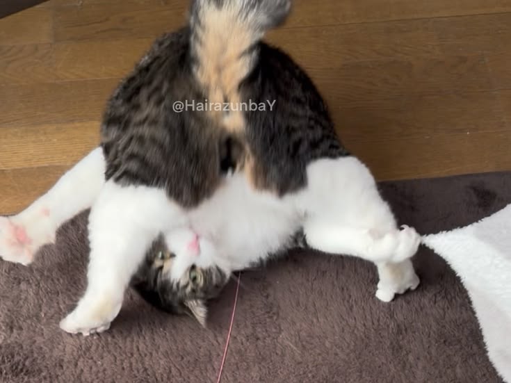 고양이 원본 511