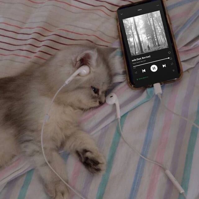 고양이 원본 471