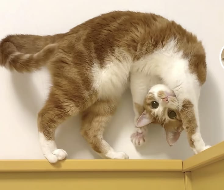 고양이 원본 110