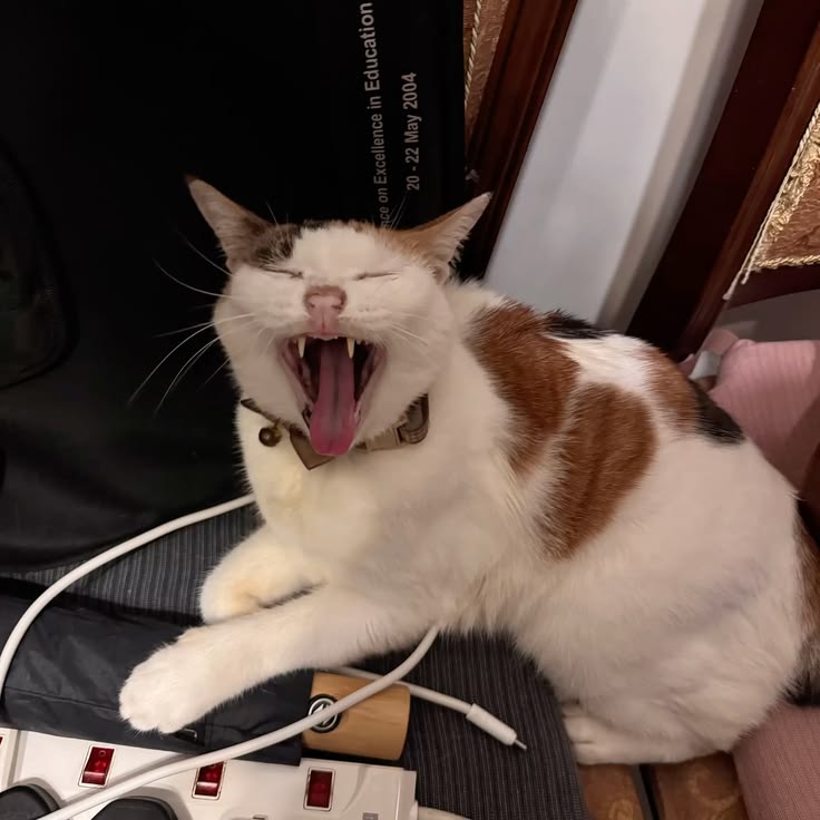 고양이 원본 020