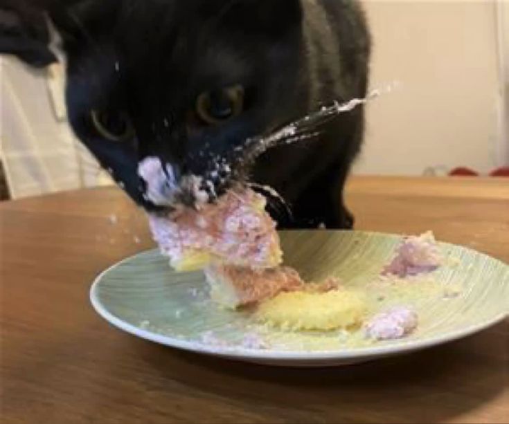 고양이 원본 459
