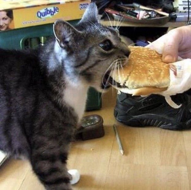 고양이 원본 251