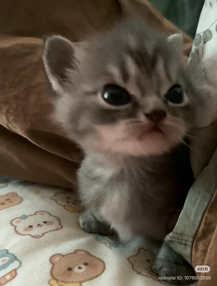 고양이 원본 547