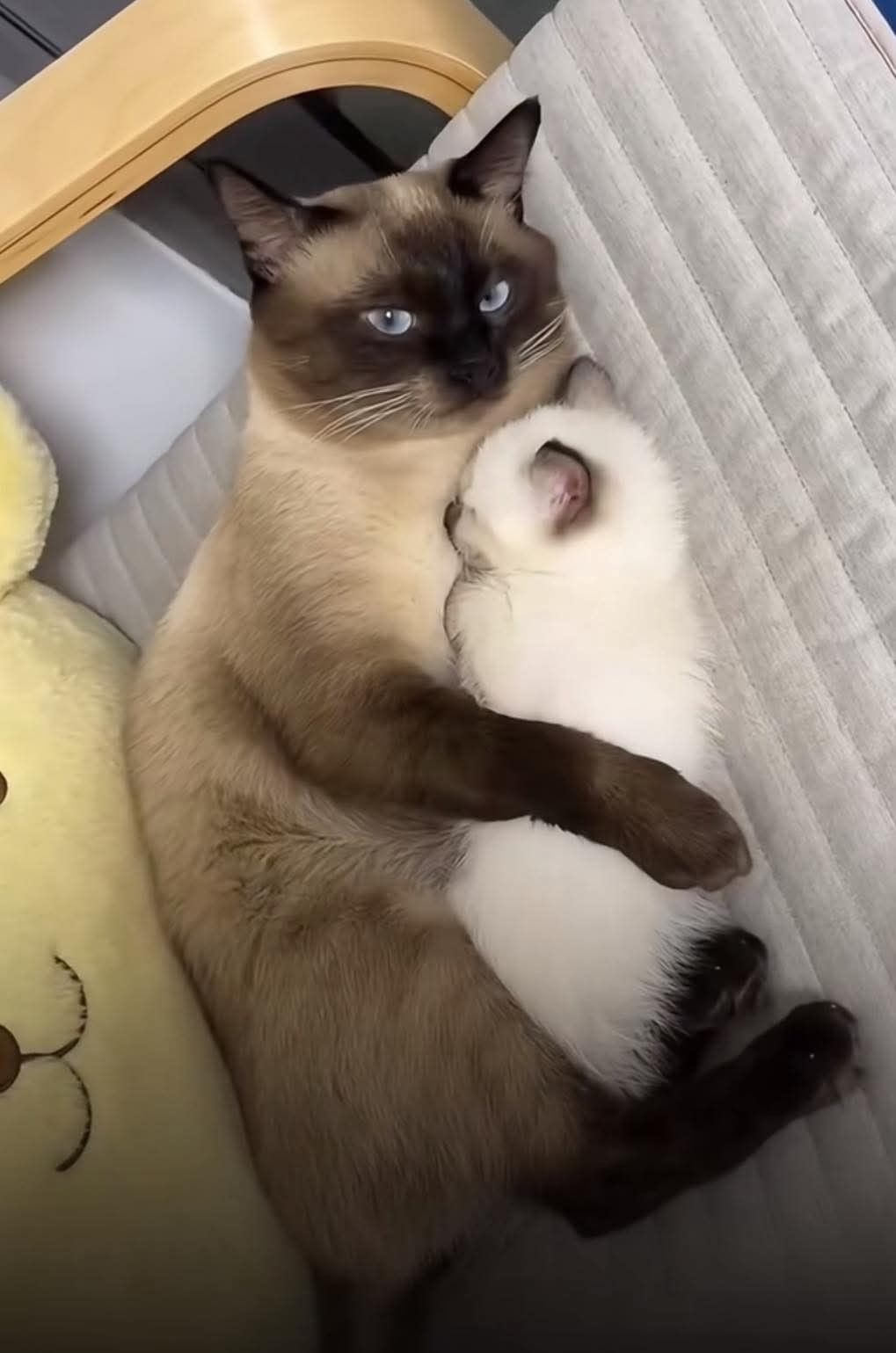 고양이 원본 596