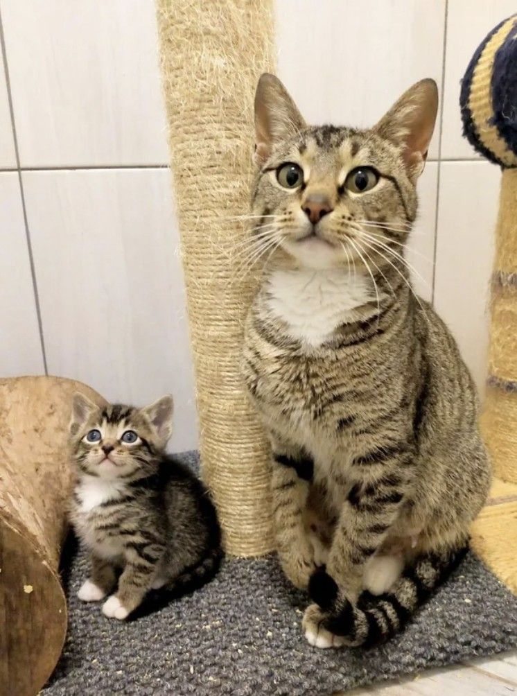 고양이 원본 537