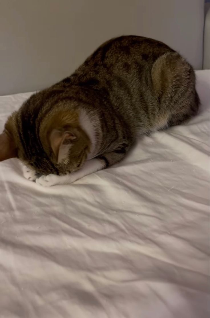 고양이 원본 395