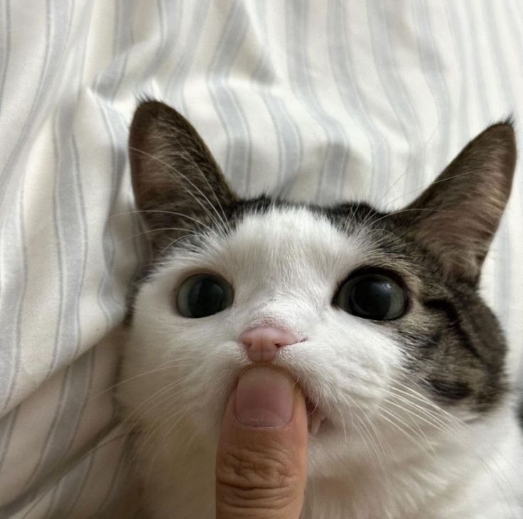 고양이 원본 671