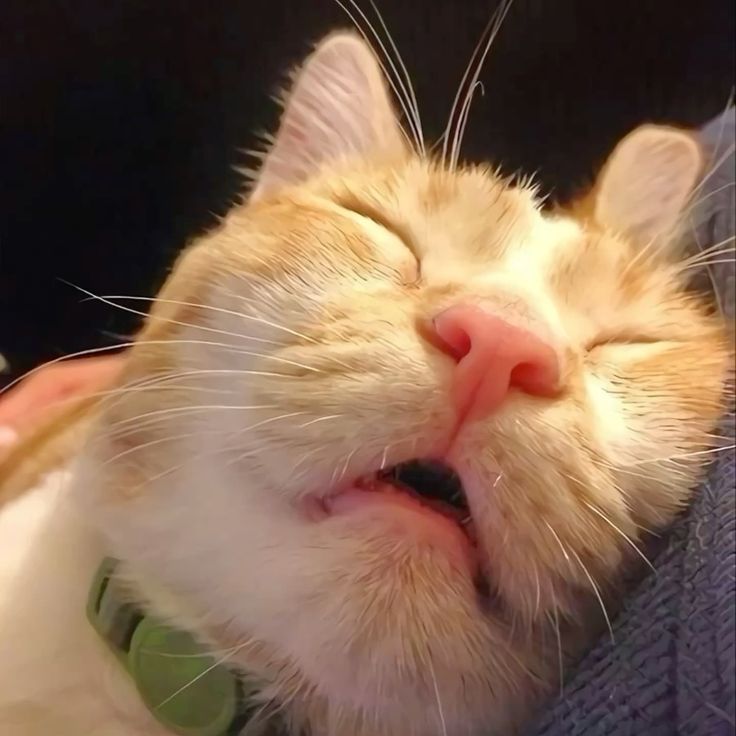 고양이 원본 708