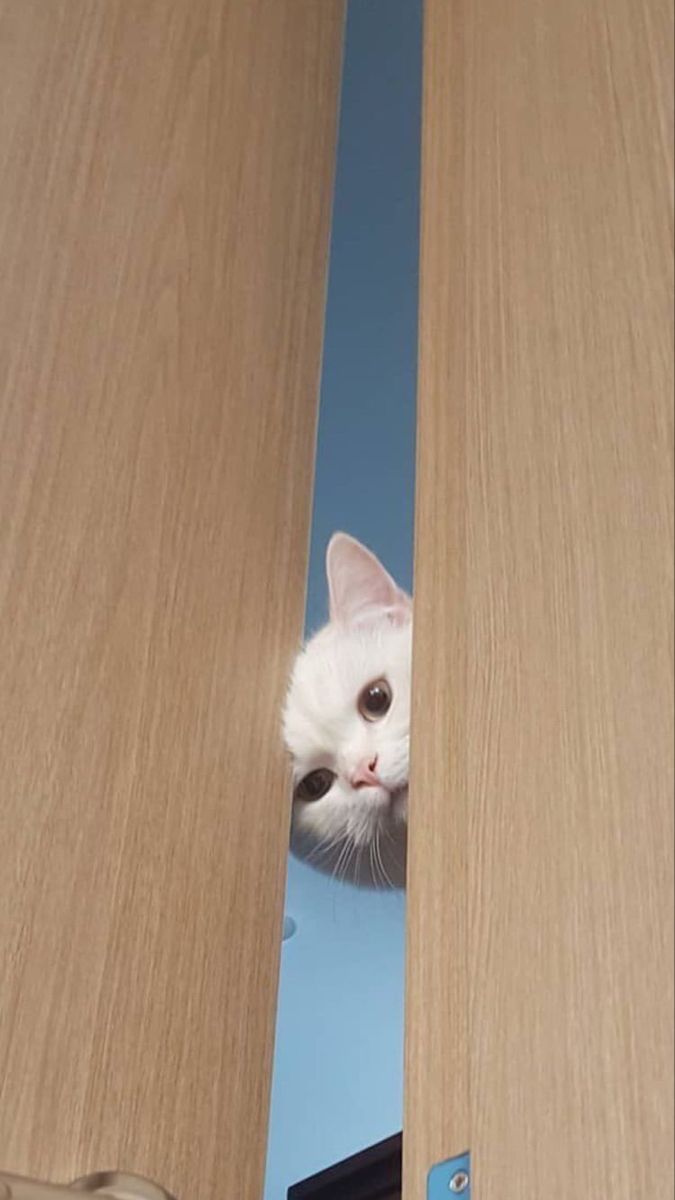 고양이 원본 421