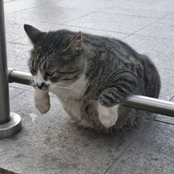 고양이 원본 165