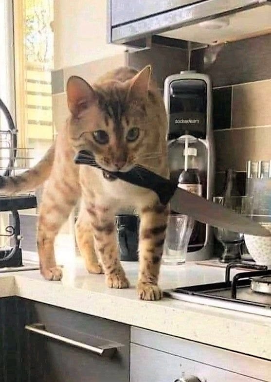 고양이 원본 246