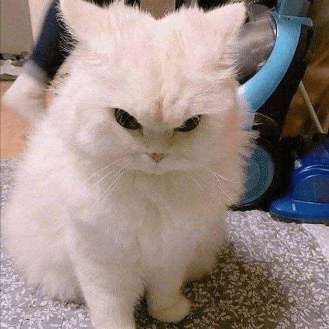 고양이 원본 221