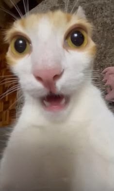 고양이 원본 080