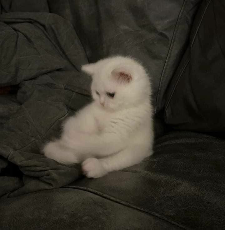 고양이 원본 654