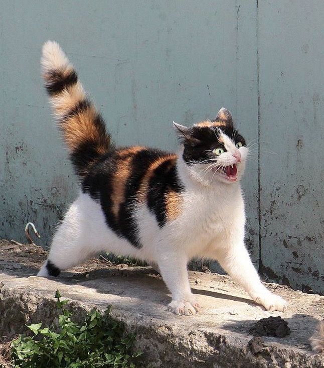 고양이 원본 655