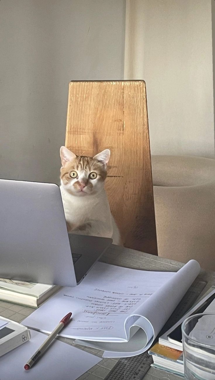 고양이 원본 369