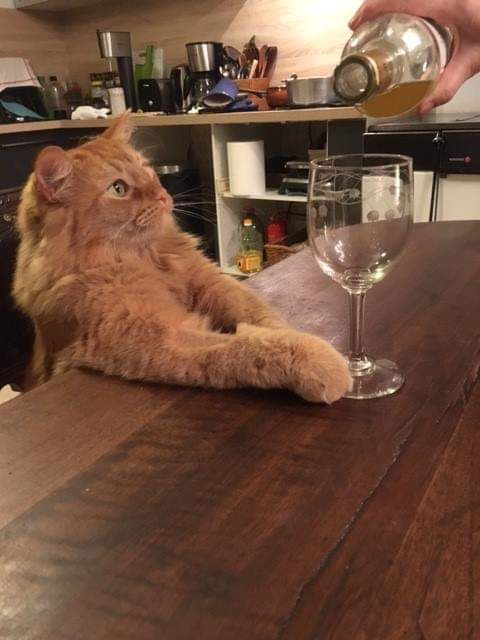 고양이 원본 010