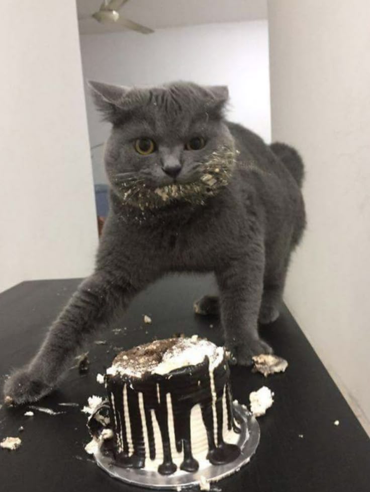고양이 원본 153