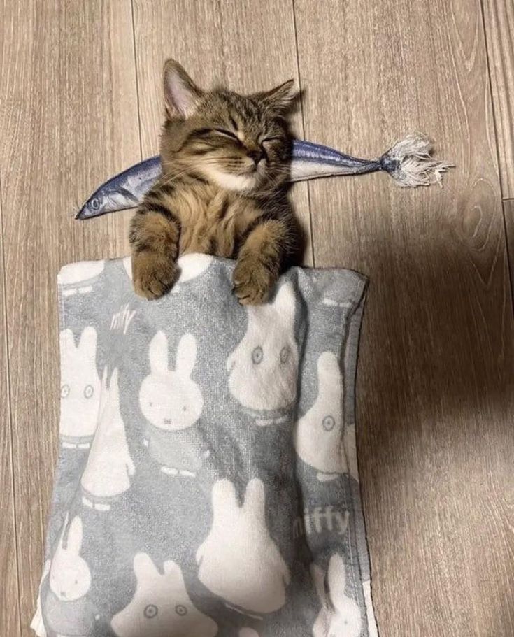 고양이 원본 181
