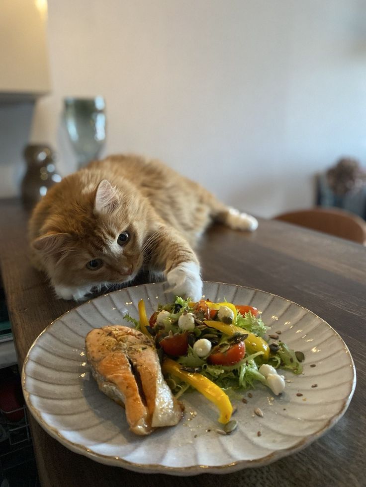 고양이 원본 242
