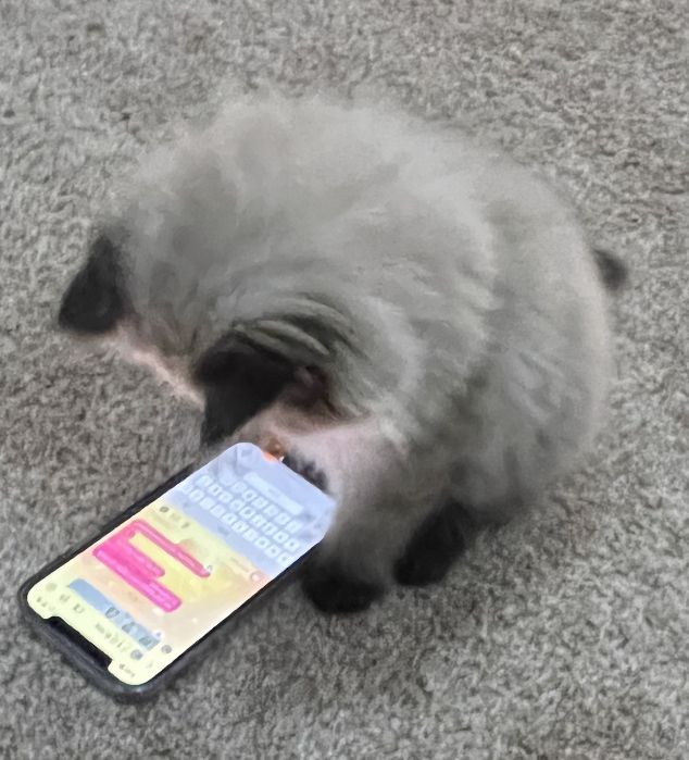 고양이 원본 568