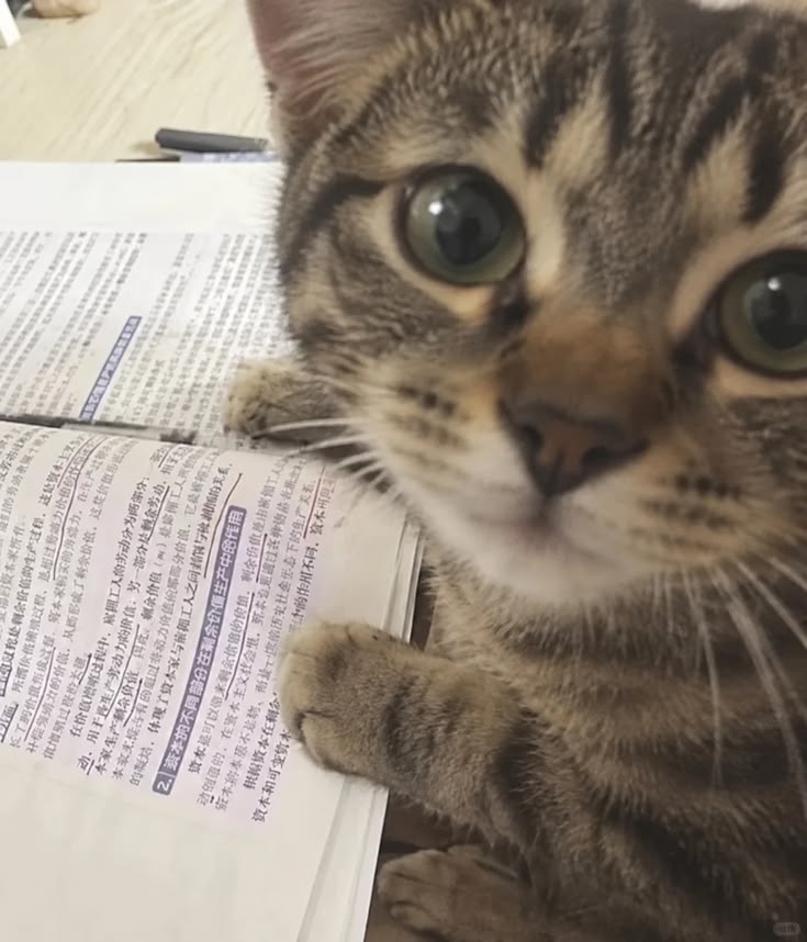 고양이 원본 003