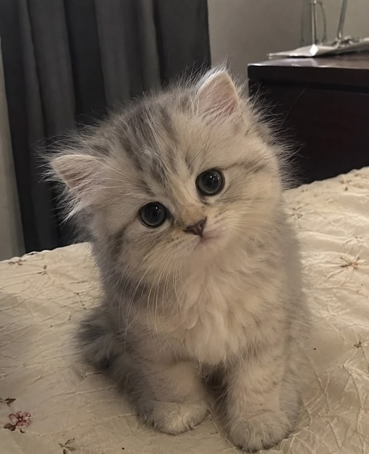 고양이 원본 631