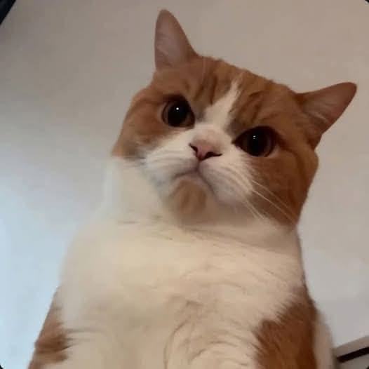 고양이 원본 357
