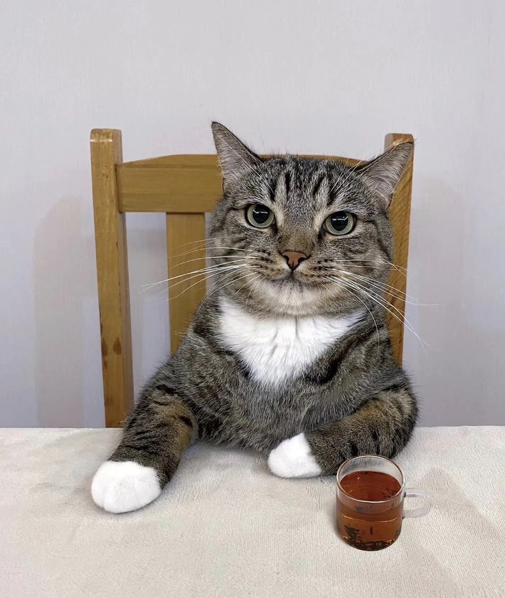 고양이 원본 117