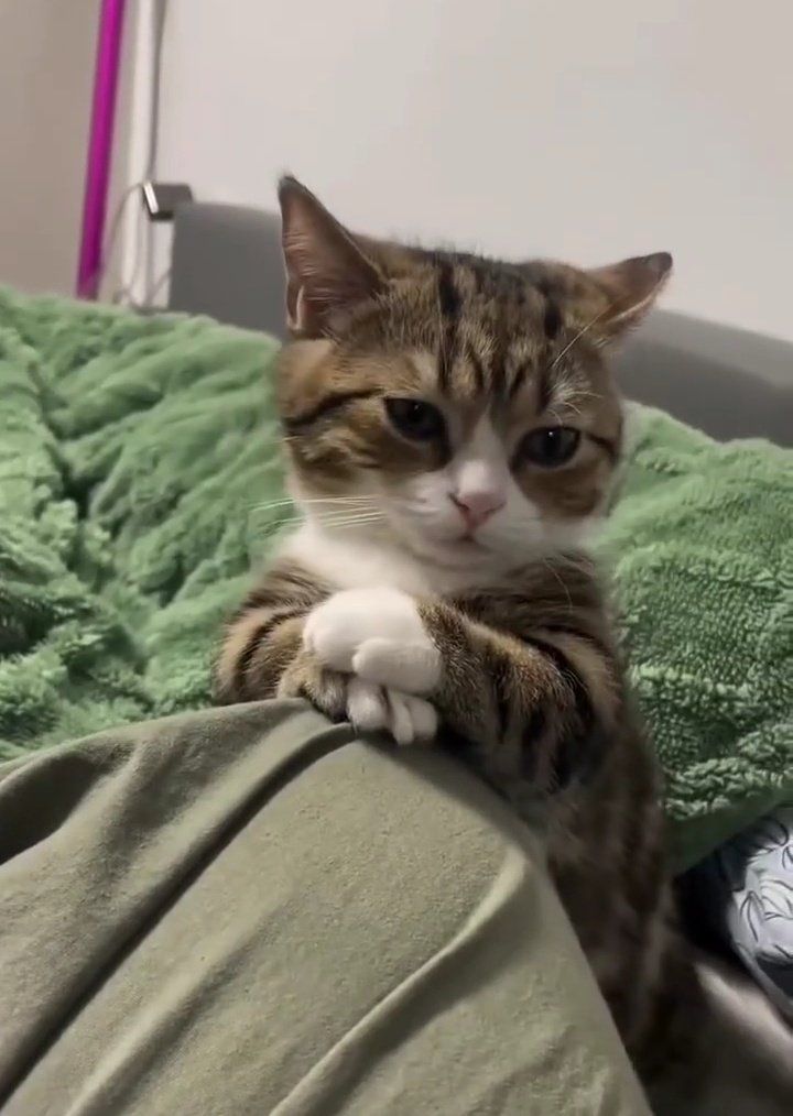 고양이 원본 617
