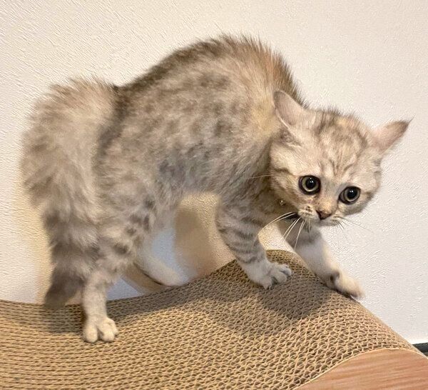 고양이 원본 539